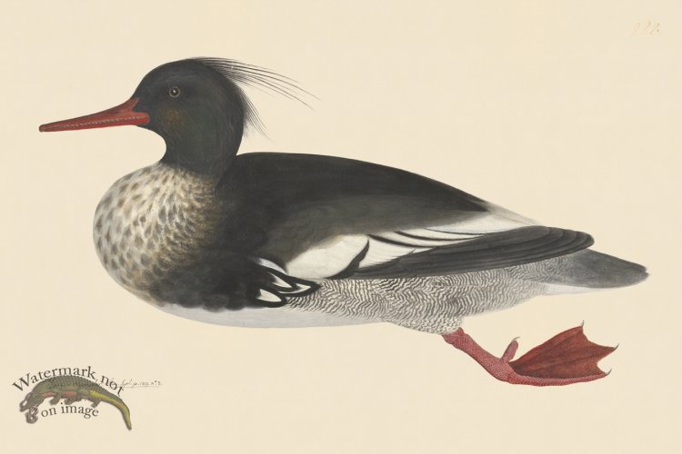 (image for) Rudbeck CFA 228 Merganser