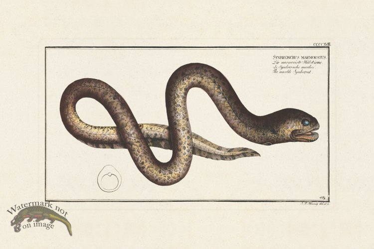 (image for) BLOCH FISH 418