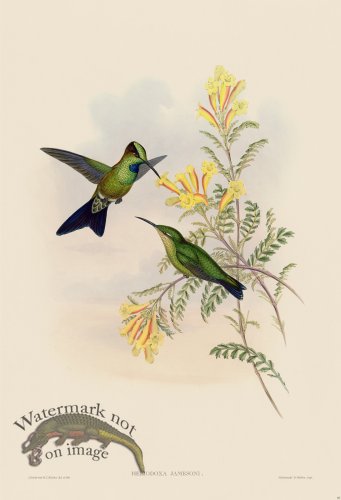(image for) Gould Hummingbird 095