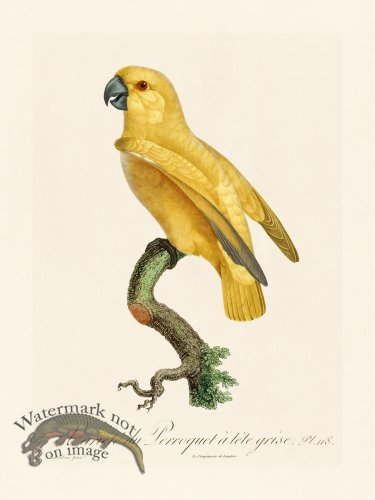 (image for) Barraband Parrot 118