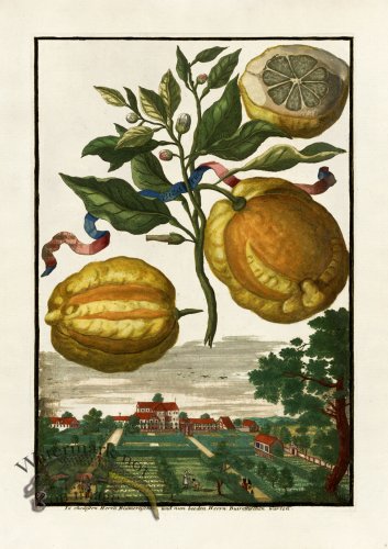 (image for) Volckamer 009