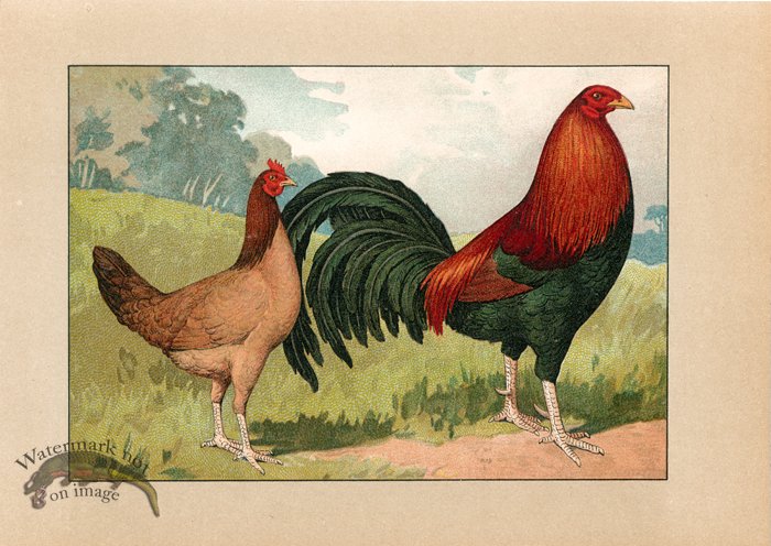 (image for) Chicken 61