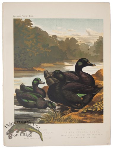 (image for) Black Yeast India Ducks