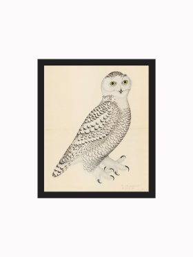 Rudbeck CFA_BF 30 Snowy Owl