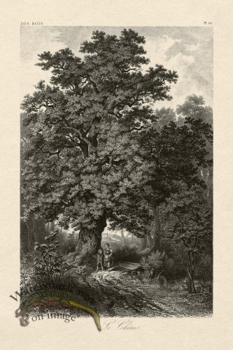 (image for) Hoefer Tree 10
