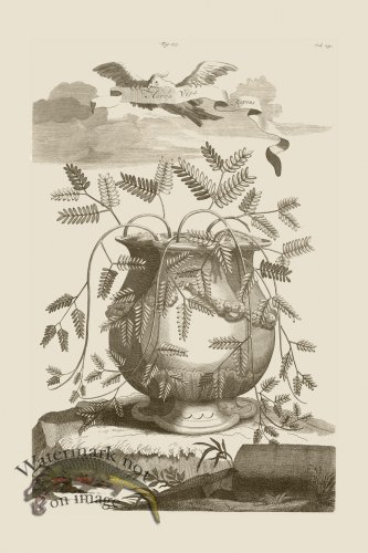 (image for) Abraham Munting 177