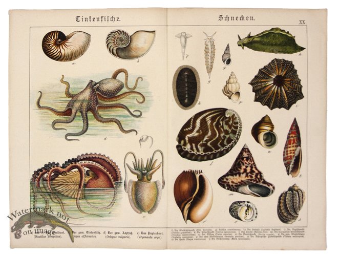 (image for) Octopus Nautilus Shells