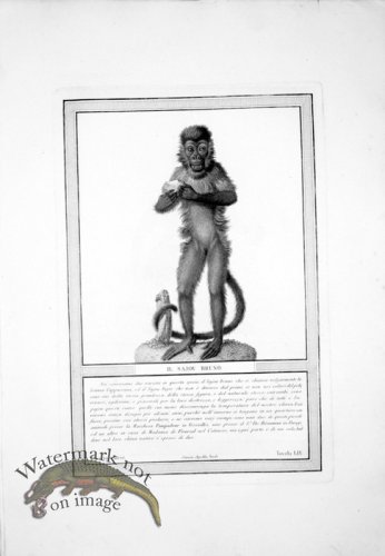 (image for) The_Monkeys_11