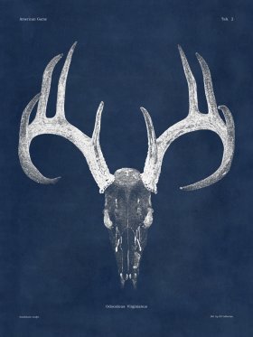 Blue Bones 02 White Tail
