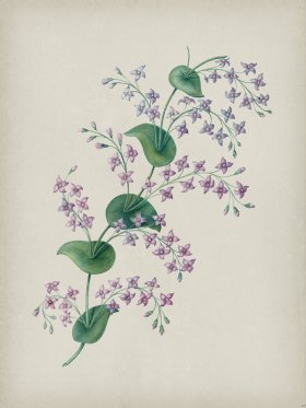 Andean Botanicals 027