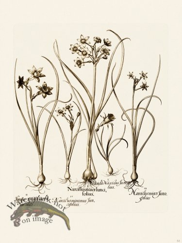 (image for) Besler 053 B1