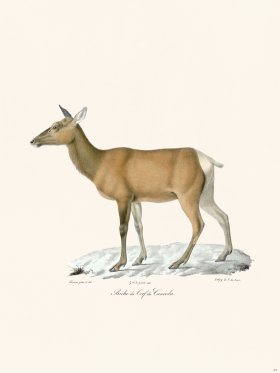 (image for) Cuvier 024 Deer of Canada