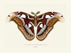002 Moth Atlas