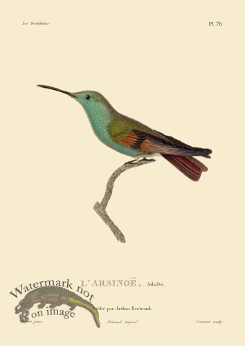 (image for) Humming Bird 76