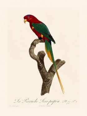 Barraband Parrot 077