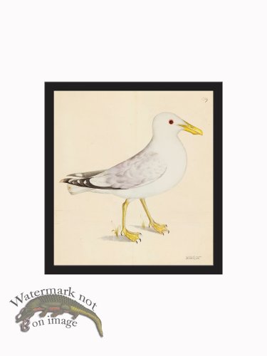 Rudbeck CFA_BF 139b Gull