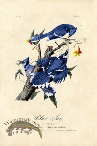 (image for) Blue Jay