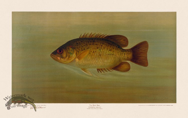 (image for) Rock Bass
