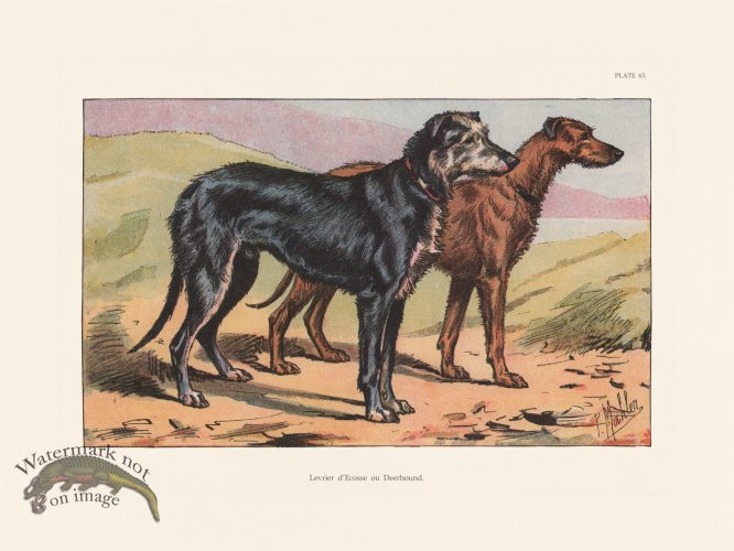 (image for) Les Chiens 063