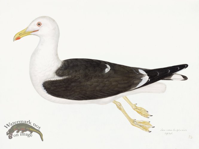 (image for) Rudbeck 023 GULL 24x18