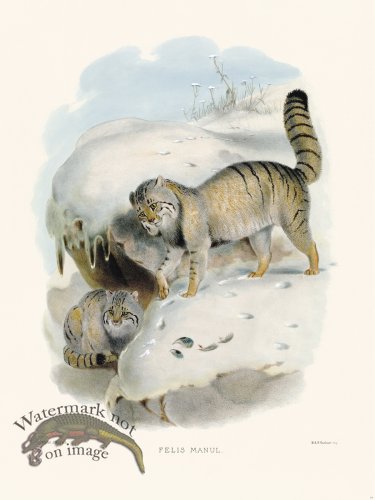 (image for) Elliot Cat 10 Pallas Cat