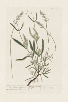 BEE 295 Broad leaved Lavender