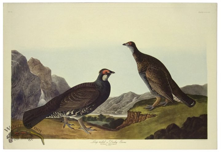 (image for) Dusky Grous L.E.