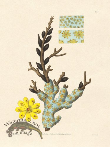 (image for) Shaw Nodder SL 34