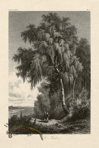 (image for) Hoefer Tree 02