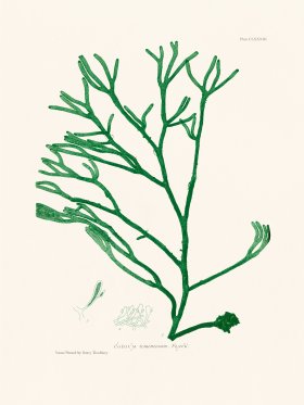 Bradbury Seaweed 183