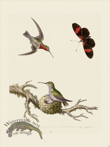 (image for) Edwards 038 Red throated