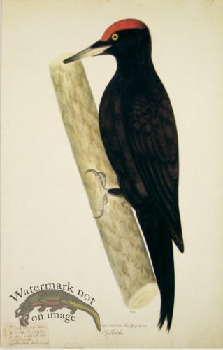 (image for) 128 Swedish Birds . Picus Martius.Male, Black Woodpecker