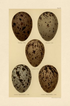 Seebohm Egg 05