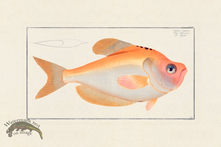 (image for) BLOCH FISH 169