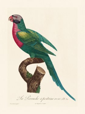 Barraband Parrot 031
