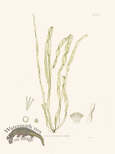 (image for) Bradbury Seaweed 153