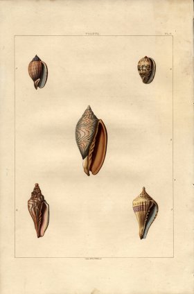 (image for) Perry pl 17