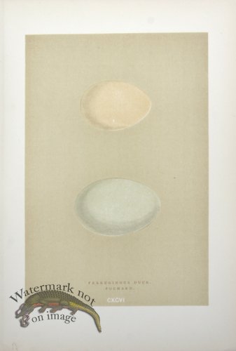 (image for) Morris_Eggs_22
