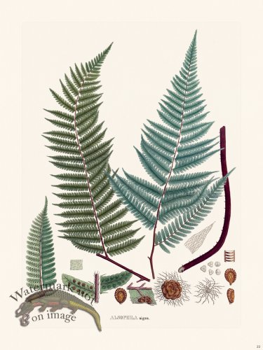 (image for) Ferns of Brazil 22