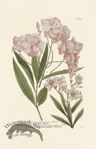 (image for) Weinmann PL 755