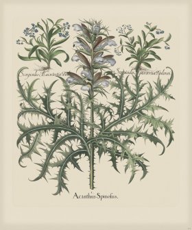 Besler 274 Colored B2