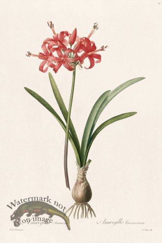 (image for) Les Liliacees Redoute 033