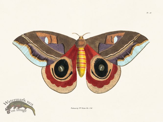 (image for) Nodder BF 34