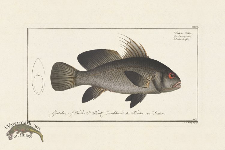 (image for) BLOCH FISH 297