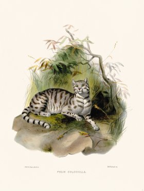 Elliot Cat 12 Molinas Guinea Cat