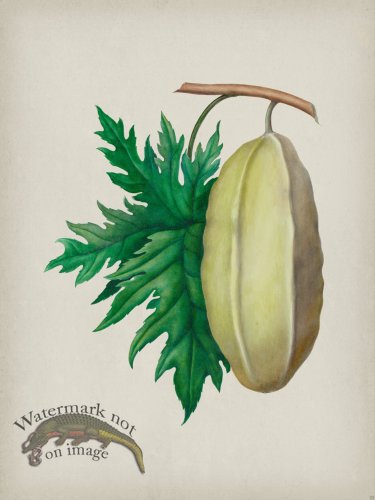 (image for) Andean Botanicals 035