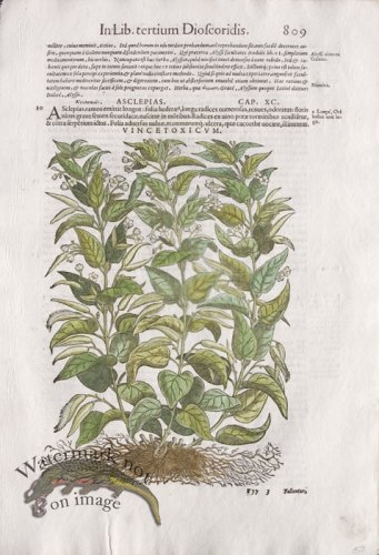 (image for) WB Botanicals 66