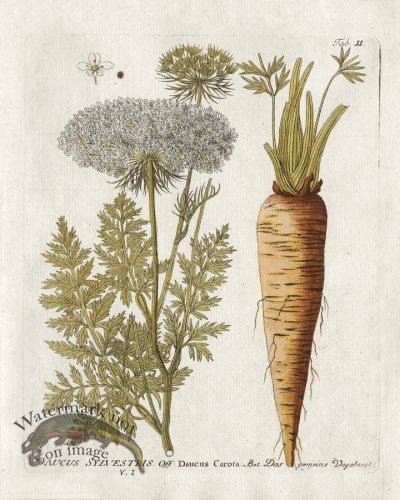 (image for) Wild Carrot