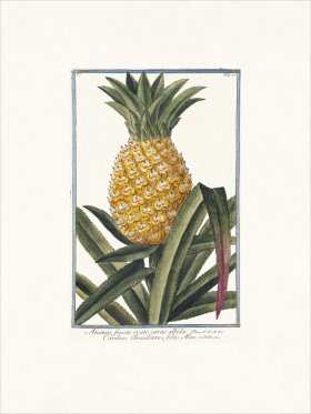 Bonelli 072 Pineapple