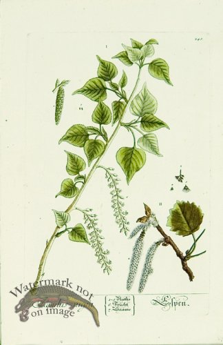 (image for) Blackwell German 114